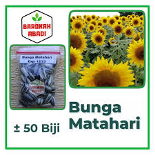 Cara menanam bunga matahari tidak terlalu sulit. 50 Benih Bunga Matahari Kuning Unggul Bibit Tanaman Bunga Biji Sunflower Mix Premium Seed Shopee Indonesia