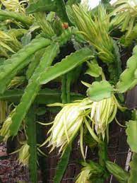 Pin On Gardening