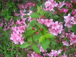 How do i identify a flowering shrub. Flowering Tree Identification Please Id Pink Flowering Bush Name That Plant Forum Gardenweb Pink Flowering Bushes Flowering Trees Tree Identification