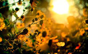 Check spelling or type a new query. Beautiful Sunsine Wide Wallpaper On Summer Season Hd Wallpapers