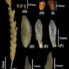 Image result for Eragrostis schweinfurthii