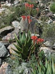 Image result for Aloe komatiensis