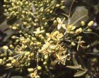 Image result for Ptaeroxylon obliquum