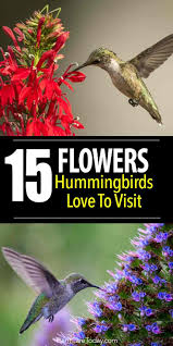 I think they not only provide excellent sources of energy but are also preferred by other in fact, the flowers are too long for most insects, and the red cardinal flower relies on attracting hummingbirds for pollination. 15 Flowers Hummingbirds Love To Visit