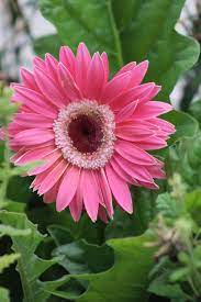 Gerbera Daisy Belas Flores Flores