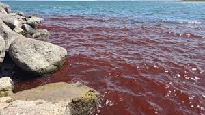 Biblical sea turns blood red sparking fears of God's plagues -  www.abdpost.com Amerika'dan Haberler