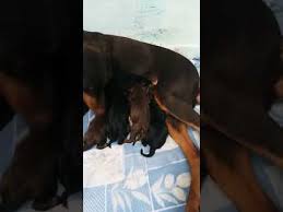 Puppies have all its puppy shots except possible rabies and kennel cough. Dogs For Sale Olx Philippines 07 2021