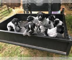  click for details  quality! View Ad German Wirehaired Pointer Litter Of Puppies For Sale Near North Carolina Snow Camp Usa Adn 141671