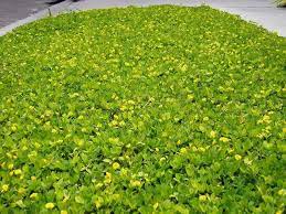 Perennial Peanut Picture 6 Of Perennial Peanut Ornamental Peanut Arachis Glabrata Ground Cover Plants Perennials Ground Cover