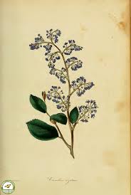 The blooms are borne on horizontal arching branches clad with. Ceanothus Caeruleus Wikipedia