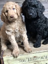 This is where you can find available puppies and future litters of goldendoodle puppies. Goldendoodle Puppies Duluth Mn