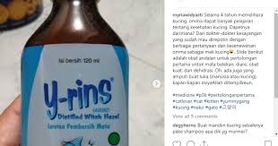 Biasanya gejala flu di atas terjadi selama 1 minggu. 7 Pertolongan Pertama Pada Kucing Catlovers Wajib Tahu