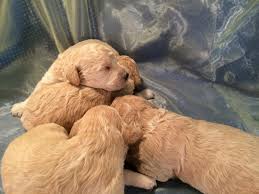 Goldendoodle puppies for sale in northern michigan. Miniature Goldendoodle Puppies For Sale Breeder In Iowa