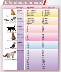 A maine coon cats weight is dependent upon their gender, genetics, and whether they are a purebred maine coon, or have a mixed lineage. 4 Signs That Your Cat Is Aging How To Tell If Your Cat Is Getting Old