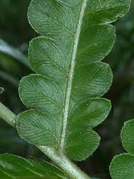 Image result for Cyclosorus interruptus