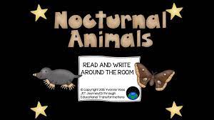 Read And Write Around The Room Nocturnal Animals Video In 2020 Reading Writing Nocturnal Animals Student Reading