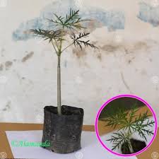 Check spelling or type a new query. Jual Tanaman Jarak Tintir Yodium Hp 085608566034