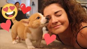 Getting a BABY CORGI !!!!!