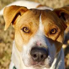 Maybe you would like to learn more about one of these? Partnership For Animal Welfare Find Your Furr Ever Friend