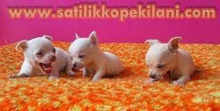 sivava sivava kopekler chihuahua kopek