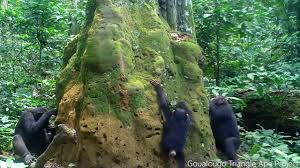 Image result for Thomandersia hensii