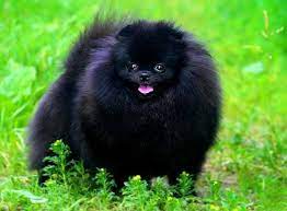 kopek dunyasi adli kullanicinin 2021 satilik pomeranian boo fiyatlari panosundaki pin kopek tilki ayi