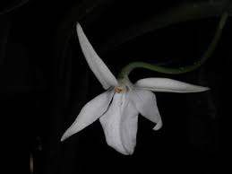 Image result for Jumellea usambarensis