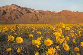 Officials say that a series of storms in october triggered an additional seeding of wildflowers, and now, matched with mild temperatures and wind speed, the flowering is the best the park has seen in a decade. Death Valley Wildflower Report Desertusa