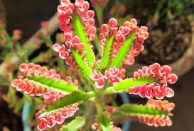 Kalanchoe Pinnata Bryophyllum Pinnatum Tambien Llamada Planta De Goethe Ya Que Fue Estudiada Por El Poeta Y Botanico Aleman Xeriscape Plants Succulents