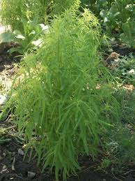 Image result for Scoparia