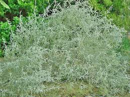 Image result for Aerva javanica