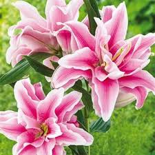 Double Lily Belonica K Van Bourgondien Bonsai Flower Oriental Lily Flowers