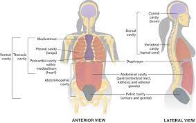 Organs in the body cavities. Body Cavities Course Hero