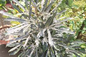 Image result for Plerandra