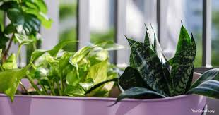 Surprise your loved ones with a fresh proflowers® flower delivery. 5 Easy Apartment Plants For A Touch Of Nature Indoors