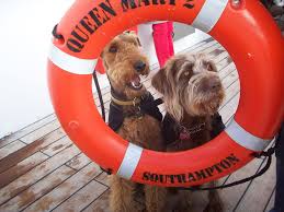 See more ideas about cruise, cruise ship, cruise liner. 11 Summer Cruises That You Can Take With Your Dog Barkpost