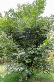 Image result for Vepris reflexa