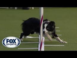 I do not have sling or fubo. How To Watch Westminster Dog Show Live Westminster Kennel Club Dog Show Online Streams Time Free Tv Schedule Techbondhu News