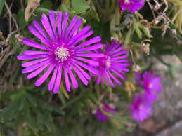 Image result for Lampranthus spp.