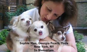 Response to FDA Pet Food Human Grade Ingredients