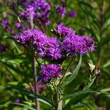 Vernonia, Ironweed 'Minnesota Native' | Gertens Garden Center