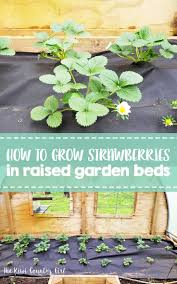 Strawberries are one of the easiest crops to learn how to grow in your garden. Growing Strawberries In Raised Beds Vegetable Garden Raised Beds Growing Strawberries Strawberry Garden