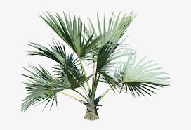 This plant belonging to the family cannaceae. Plants Png Transparent Images Tropical Plant Transparent Background Png Image Transparent Png Free Download On Seekpng