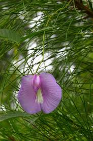 Image result for Centrosema