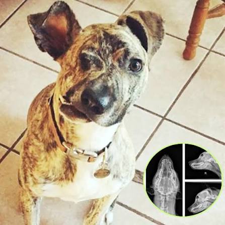 Dog with deformed mouth set to be euthanized, then vet takes a look at his X -ray and makes a huge decision... full story in comments 👇🏻😢