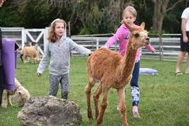 In addition to independent petting zoos, many general zoos contain a petting zoo. Family Favorite Petting Farms And Zoos Near Chicago Upparent