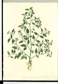 Image result for Physalis lagascae