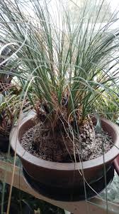 Image result for Dorstenia brownii