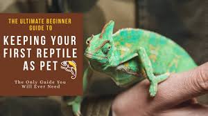 Hey i think ts are very very amazing pets to have , i have other exotic pets but i have never own a ts , i jsut wanted to know which one is the best for beginners as i have read many different things , i do want to be able to handle it so which is the. Top 10 Best Reptile Pets For Handling 2021 Beginner Guide