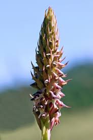 Image result for Disa hircicornis